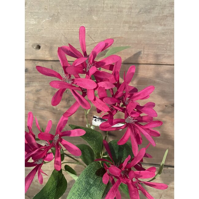 ## Kamperfoelie fuchsiaroze - Honeysuckle 75 cm