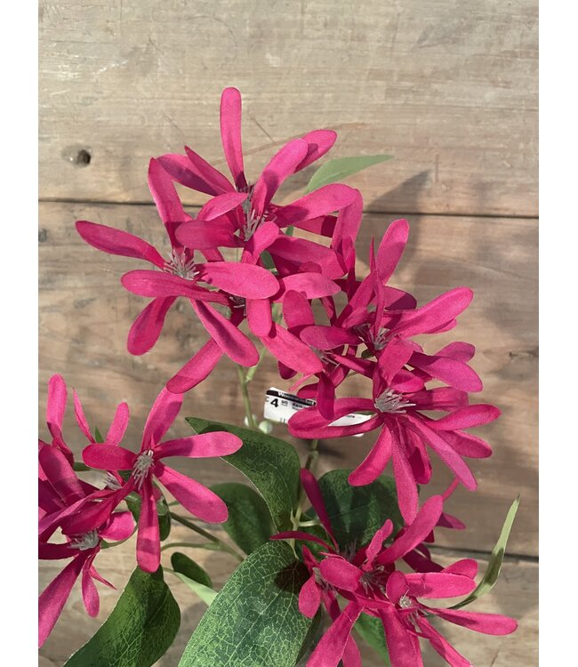 Kamperfoelie fuchsiaroze - Honeysuckle 75 cm