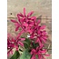## Kamperfoelie fuchsiaroze - Honeysuckle 75 cm