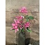 ## Kamperfoelie roze - lavendel - Honeysuckle 75 cm