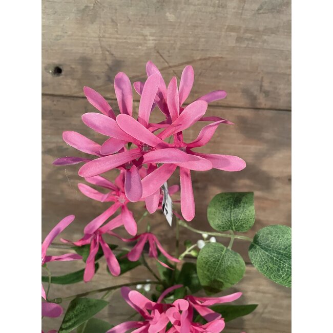## Kamperfoelie roze - lavendel - Honeysuckle 75 cm