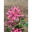 ## Kamperfoelie roze - lavendel - Honeysuckle 75 cm