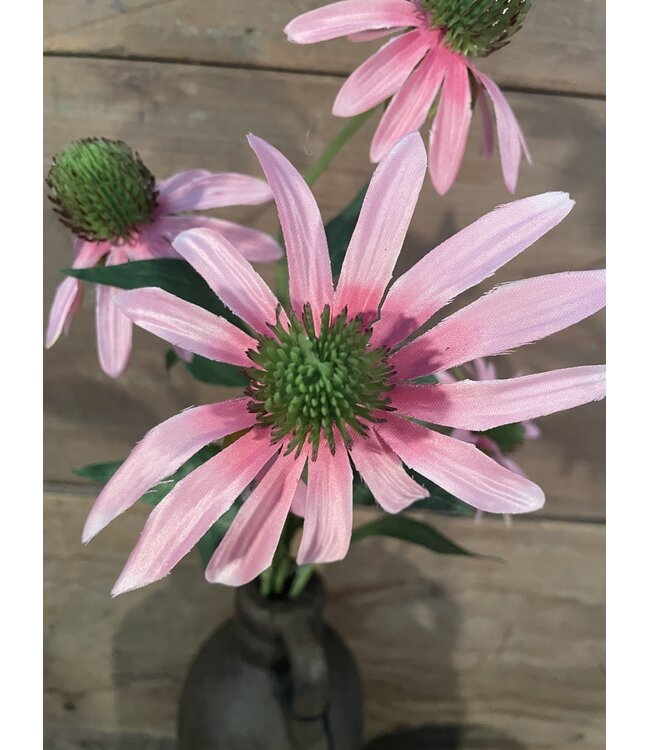 Zonnehoed roze 73cm - rudbeckia