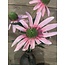 ~Zonnehoed roze 73cm - rudbeckia