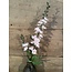 ## ridderspoor roze/groen delphium - 78 cm