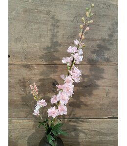 # Ridderspoor lichtroze - delphinium - 78 cm