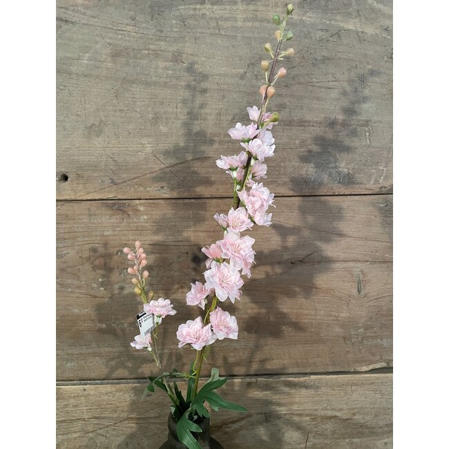 ## Ridderspoor lichtroze - delphinium - 78 cm