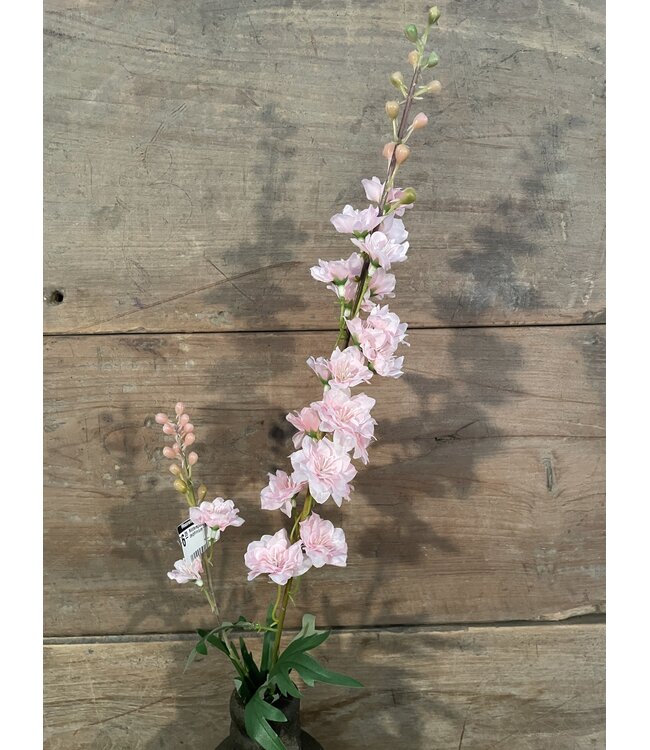 # Ridderspoor lichtroze - delphinium - 78 cm