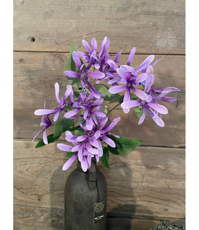 # Kamperfoelie paars - Honeysuckle 75 cm