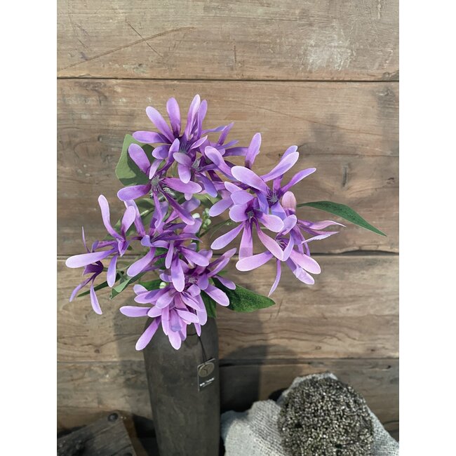 ## Kamperfoelie paars - Honeysuckle 75 cm