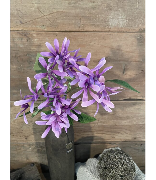 # Kamperfoelie paars - Honeysuckle 75 cm