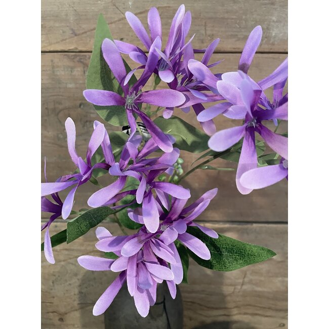 ## Kamperfoelie paars - Honeysuckle 75 cm