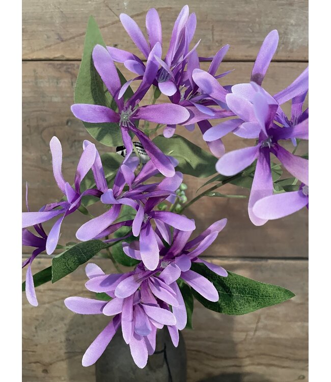 # Kamperfoelie paars - Honeysuckle 75 cm