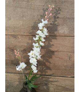 Ridderspoor wit - delphinium - 78 cm