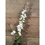 ## Ridderspoor wit - delphinium - 78 cm