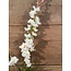 ## Ridderspoor wit - delphinium - 78 cm