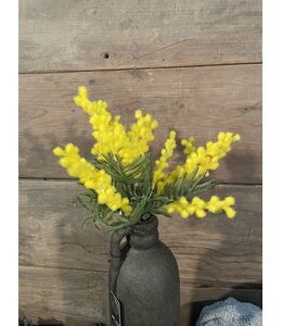 Countryfield ## Bosje Mimosa - 3 stelen - 35 cm