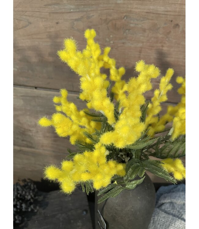 Countryfield ### Bosje Mimosa - 3 stelen - 35 cm