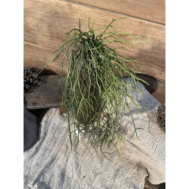 ## Rhipsalis - hangend - 64 cm