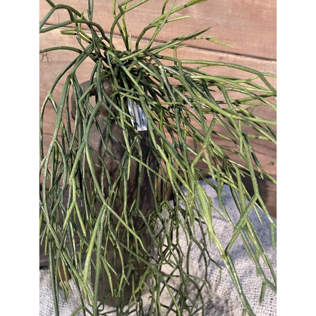 ## Rhipsalis - hangend - 64 cm