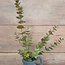 ~Bruin/groene eucalyptustak 81 cm