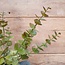 ~Bruin/groene eucalyptustak 81 cm