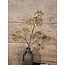 ## Rozebottel - Rosehip Spray 12fruit 78cm