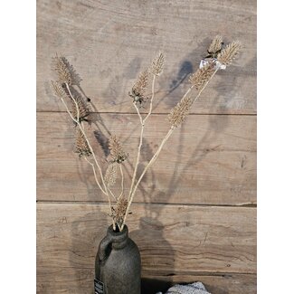 Carduus l.bruin - kunst