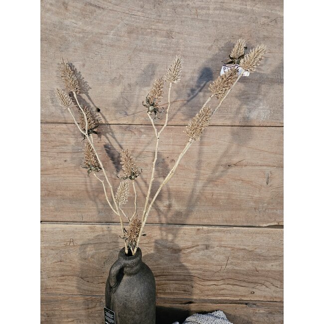 Carduus l.bruin - kunst