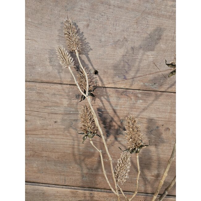 Carduus l.bruin - kunst