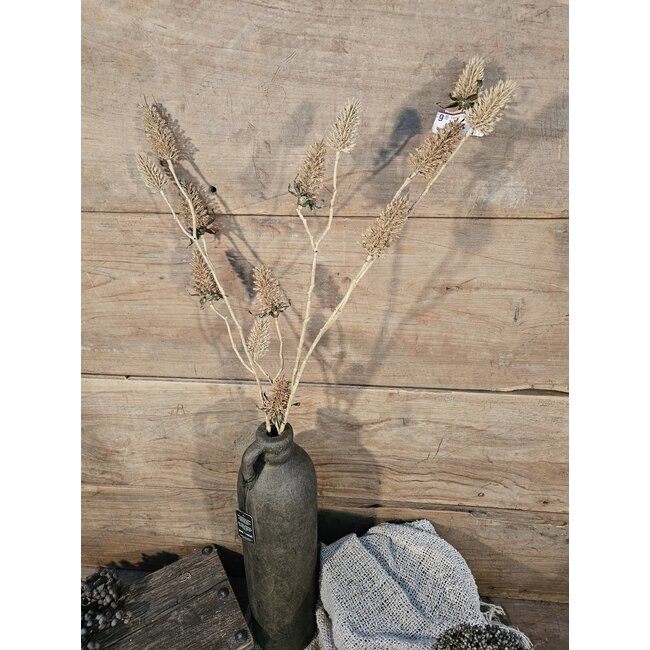 Carduus l.bruin - kunst