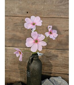 ## Cosmos Spray x4 67cm