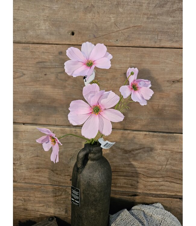 ### Cosmos Spray x4 67cm