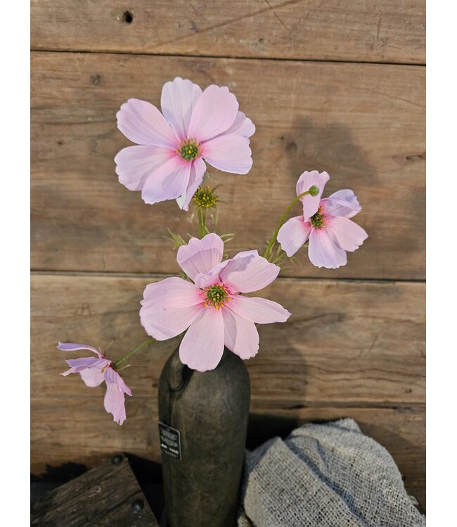### Cosmos Spray x4 67cm