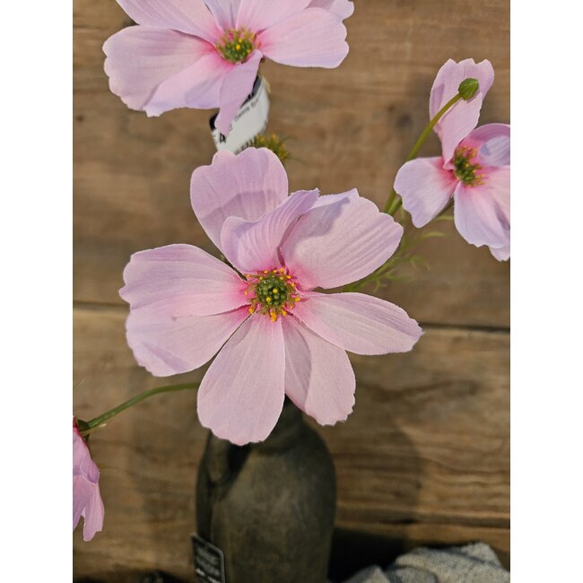 ## Cosmos Spray x4 67cm