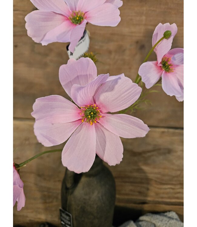 ### Cosmos Spray x4 67cm