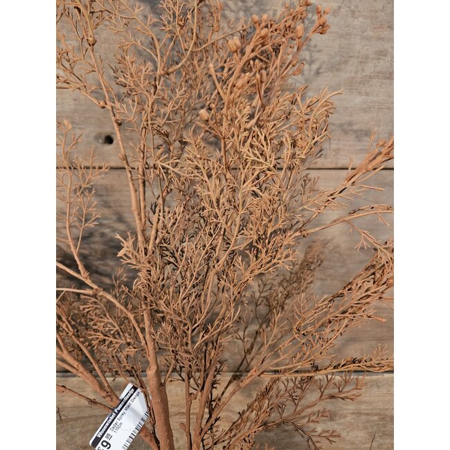 ## Cedar Spray Mixed Orange 115Cm