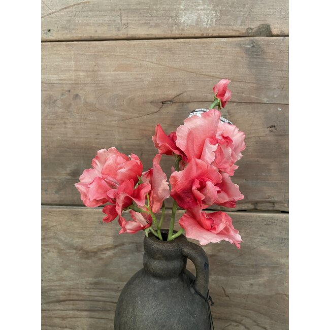 Lathyrus – L46cm – Roze