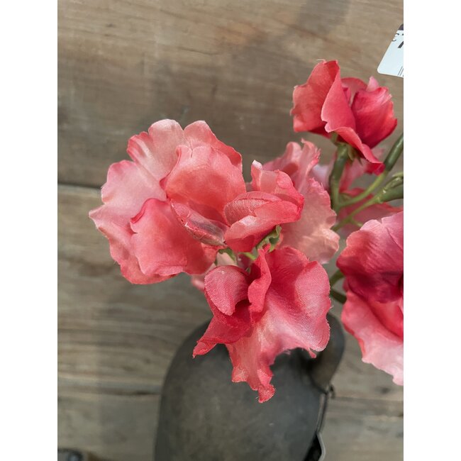Lathyrus – L46cm – Roze