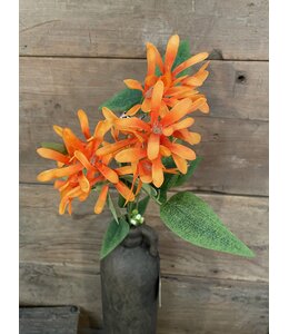 Kamperfoelie oranje - Honeysuckle 75 cm