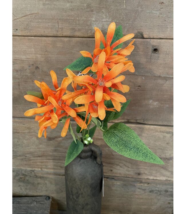 Kamperfoelie oranje - Honeysuckle 75 cm