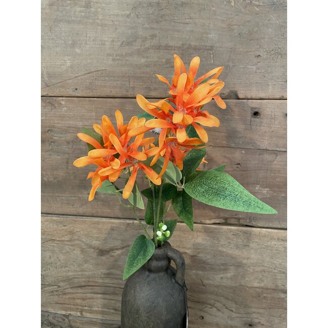 Kamperfoelie oranje - Honeysuckle 75 cm