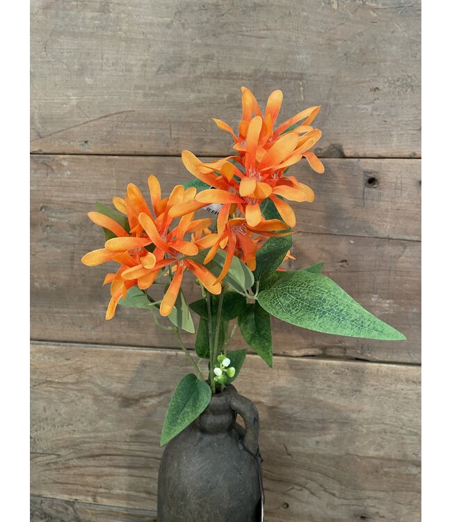 Kamperfoelie oranje - Honeysuckle 75 cm