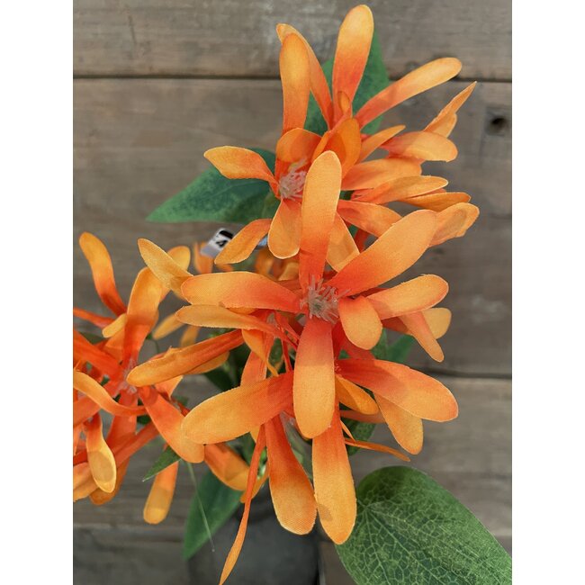 Kamperfoelie oranje - Honeysuckle 75 cm