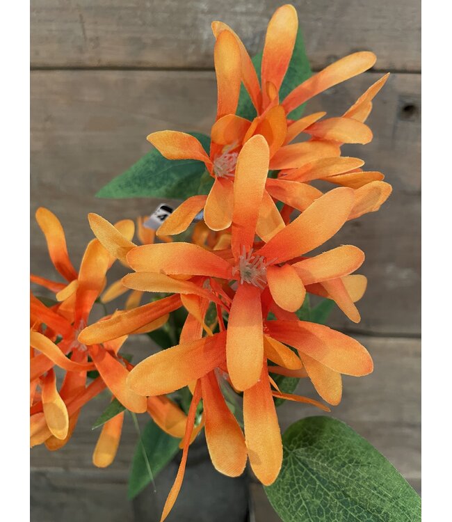 Kamperfoelie oranje - Honeysuckle 75 cm
