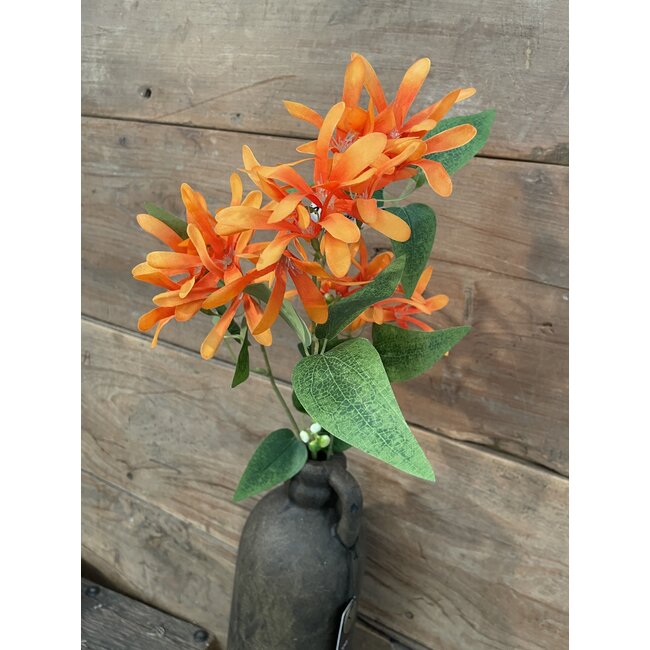 Kamperfoelie oranje - Honeysuckle 75 cm