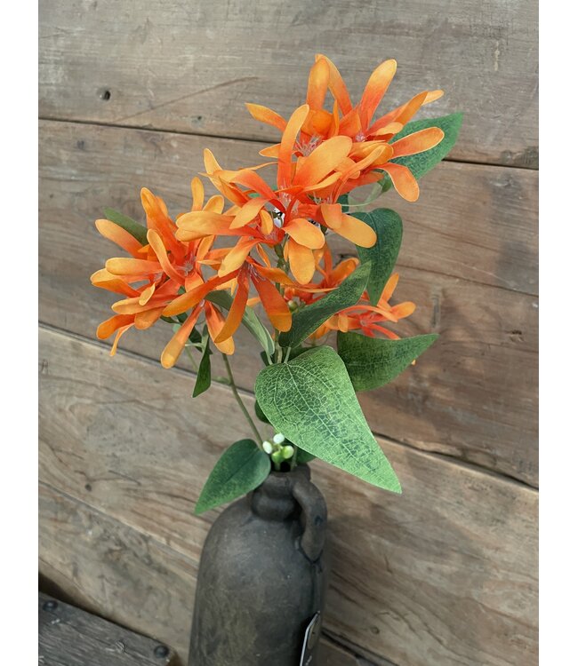Kamperfoelie oranje - Honeysuckle 75 cm