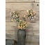 ## Bouvardia Stem Brown 70 cm