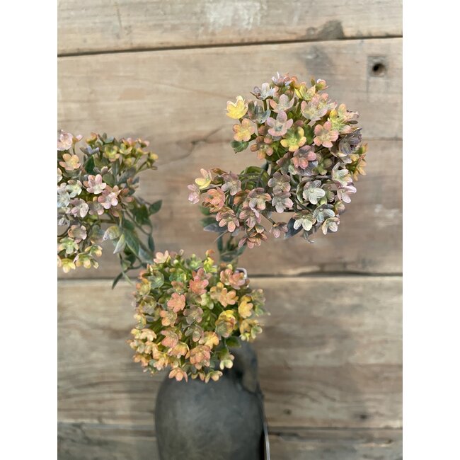 ## Bouvardia Stem Brown 70 cm