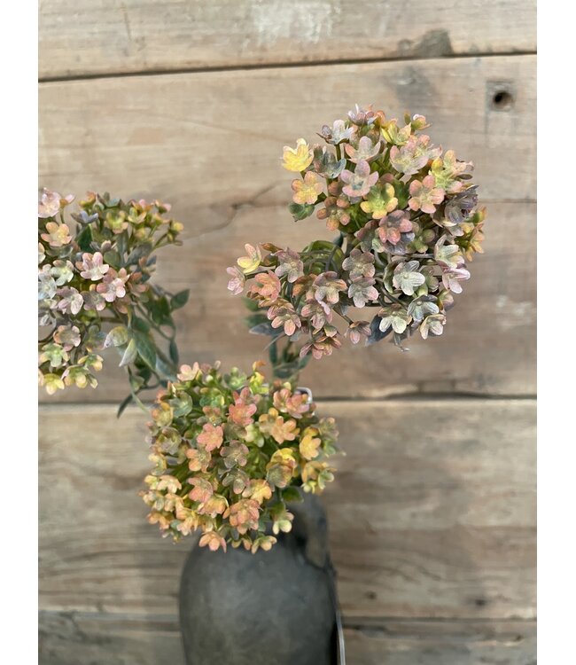 # Bouvardia Stem Brown 70 cm